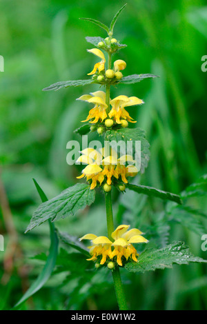 Erzengel, goldene Taubnessel, Wiesel die Schnauze (Lamium Galeobdolon, Galeobdolon Luteum), Blüte gelb. Österreich Stockfoto