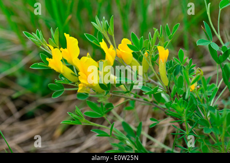 Schleichende Ginster (Genista Pilosa), blühende Pflanze. Deutschland Stockfoto