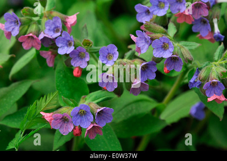 Lungenkraut (Pulmonaria Mollis), blühende Pflanzen. Deutschland Stockfoto