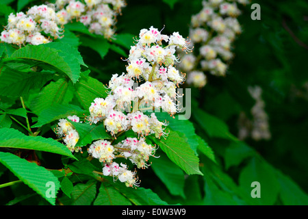 Rosskastanie (Aesculus Hippocastanum), Blüte Stockfoto