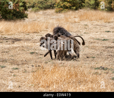 eine Truppe von Gelada Paviane (Theropithecus Gelada) in den Simien-Bergen von Äthiopien Stockfoto