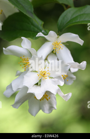 Weiß Mock-Orange Blumen im Frühsommer Nahaufnahme Stockfoto