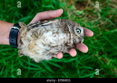 Steinkauz (Athene Noctua). Erwachsenen Vogel in der Hand eines Forschers für Klingeln, gefangen, tot. Deutschland Stockfoto