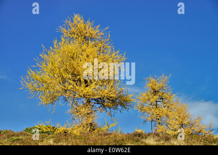 Gemeinsamen Lärche, Lärche (Larix Decidua). Bäume in herbstlichen Farben. Österreich Stockfoto