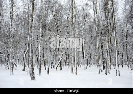 Bäume in einem Park mit Neuschnee bedeckt. Stockfoto