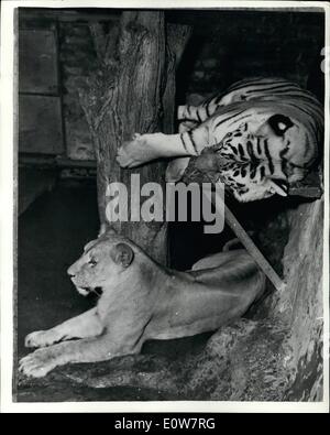 11. November 1961 - Löwin in Belgrad '' Happy Event'' Gloria, eine Lizenzen im Belgrader Zoo erwartet, soll in wenigen Monaten zu jungen, den Vater in Nero, ein junger Tiger, gebären, in den gleichen Käfig mit Herrlichkeiten aufgewachsen. Foto zeigt Gloria und Nero im Zoo von Belgrad. Stockfoto