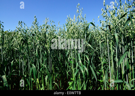 Gemeinsamen Hafer (Avena Sativa Sativa), unreife Rispen auf einem Feld. Deutschland Stockfoto