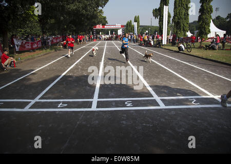 18. Mai 2014 - Nestlé Jakarta, Jakarta, Indonesien - Purina Petcare durch sie Produkt Alpo statt eine Veranstaltung namens '' Alpo Hund laufen '' in Senayan Sport Zentrum-Jakarta. Die Veranstaltung ist das erste Mal in Indonesien statt. Insgesamt 300 der Hundebesitzer an der Veranstaltung teilnehmen. (Kredit-Bild: © Donal Husni/NurPhoto/ZUMAPRESS.com) Stockfoto