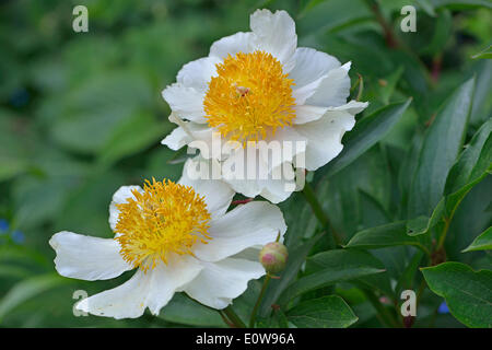 Pfingstrose (Paeonia hybride "Claire de Lune"), Niedersachsen, Deutschland Stockfoto