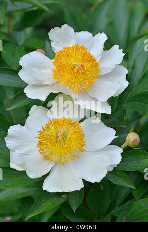 Pfingstrose (Paeonia hybride "Claire de Lune"), Niedersachsen, Deutschland Stockfoto