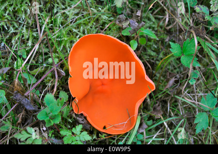 Orange Peel Fungus (Aleuria Aurantia), Ascocarps auf dem Waldboden. Deutschland Stockfoto
