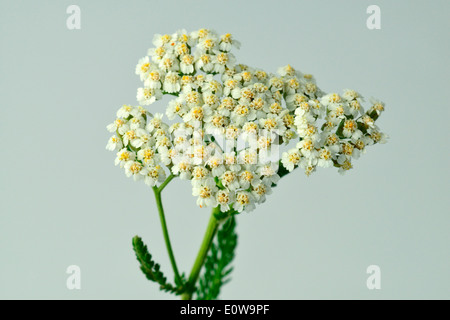 Gemeinsamen Schafgarbe (Achillea Millefolium), blühender Zweig. Studio Bild. Deutschland Stockfoto