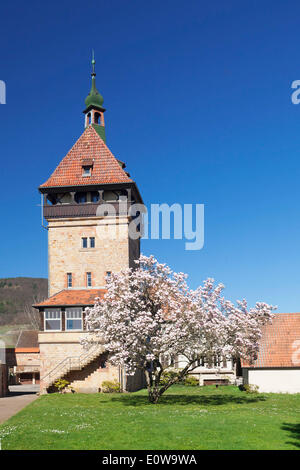Geilweiler Hof, blühende Magnolie, Siebeldingen, deutschen Wein Route, Rheinland-Pfalz, Deutschland Stockfoto Geilweiler Hof, blühende Magnolie, Siebeldingen, deutschen Wein Route, Rheinland-Pfalz, Deutschland Stockfoto