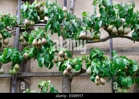 Gemeinsamen Birne, Europäische Birne (Pyrus Communis) trainiert in einem horizontalen Spalier. Deutschland Stockfoto