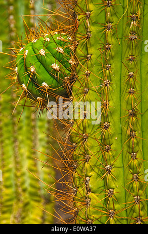 Detail eines Saguaro-Kaktus in The Desert Botanical Gardens, Phoenix, Arizona. USA. Stockfoto