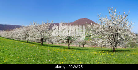 Obst Baum Blüte in Neidlingen Tal, Schwäbische Alb, Baden-Württemberg, Deutschland Stockfoto