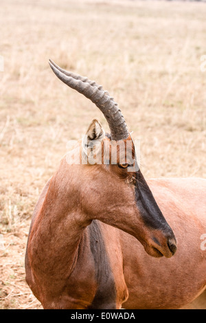 Topi (Damaliscus Korrigum) Bilder aus dem Monat in Afrika, Tansania, Serengeti Nationalpark Stockfoto