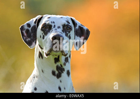 Dalmatiner. Porträt eines Erwachsenen. Deutschland Stockfoto