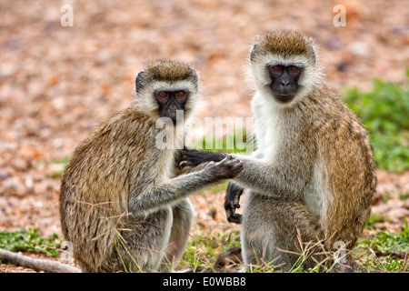 Vervet Affe (Chlorocebus Pygerythrus). Stockfoto