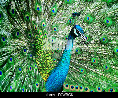 Porträt der schönen Pfau mit Federn Stockfoto