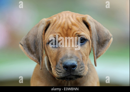Rhodesian Ridgeback. Porträt eines Welpen. Deutschland Stockfoto