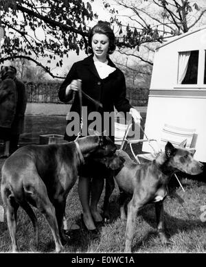 Schauspielerin Sophia Loren zu Fuß ihr Doggen an einem Film set Stockfoto