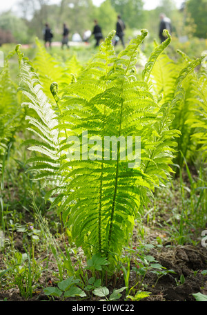 Junge Pflanze Strauß Farn im Frühjahr Stockfoto