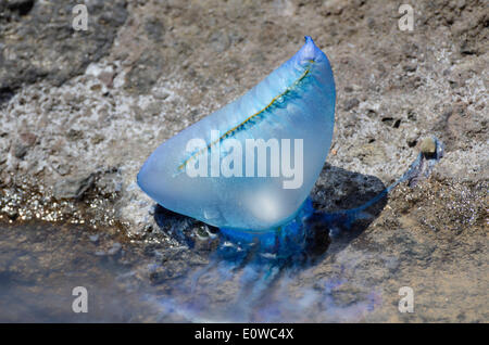 Portuguese Man O' War oder Portugiesisch Kriegsschiff (Physalia Physalis), gestrandet auf einem Strand, Teneriffa, Kanarische Inseln, Spanien Stockfoto