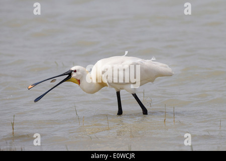 Eurasische Löffler (Platalea Leucorodia), Erwachsene in der Zucht Gefieder einen kleinen Fisch zu essen. Österreich Stockfoto