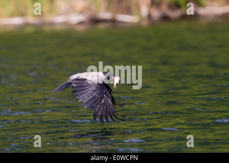 Mit Kapuze Krähe (Corvus Corone Cornix). Erwachsenen mit einem Fisch im Schnabel im Flug in der Nähe der Wasseroberfläche. Mecklenburg-Vorpommern Pom Stockfoto