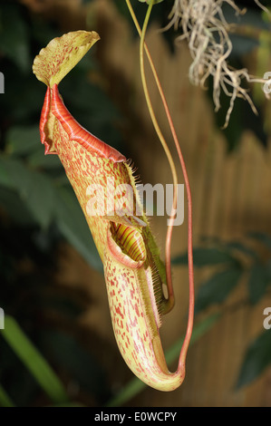 Nepenthes, tropischen Kannenpflanzen oder Affe Tassen. Stockfoto