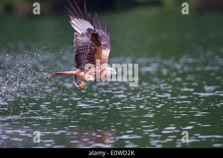 Rotmilan (Milvus Milvus) im Flug während des Tragens ein Aal in seinen Krallen. Deutschland Stockfoto