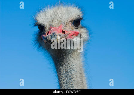 Gemeinsamen Strauß (Struthio Camelus), Porträt, Straußenfarm, Oudtshoorn, kleine Karoo, Eden District, Western Cape, Südafrika Stockfoto