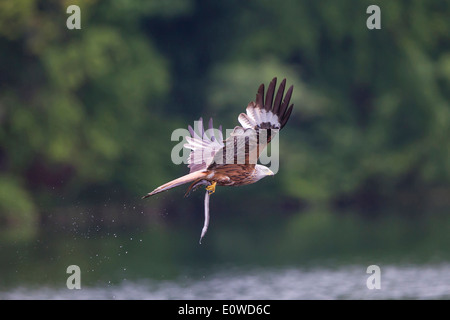 Rotmilan (Milvus Milvus) im Flug während des Tragens ein Aal in seinen Krallen. Deutschland Stockfoto