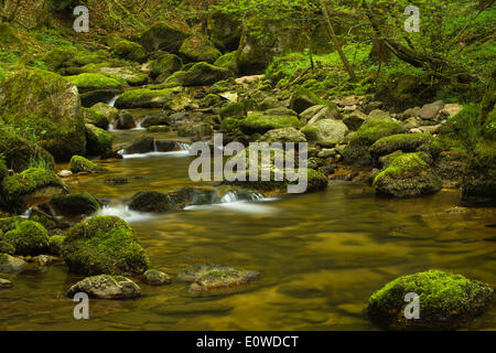 Stillensteinklamm Schlucht, Gießenbach Stream, Grein an der Donau, Oberösterreich, Österreich Stockfoto