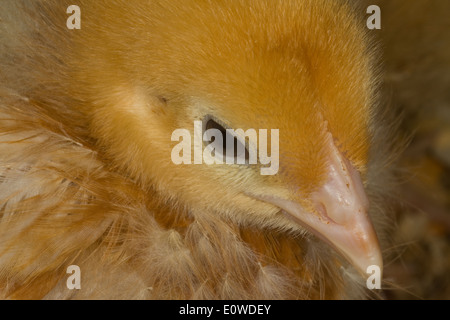 Woche alt hyline Küken Stockfoto