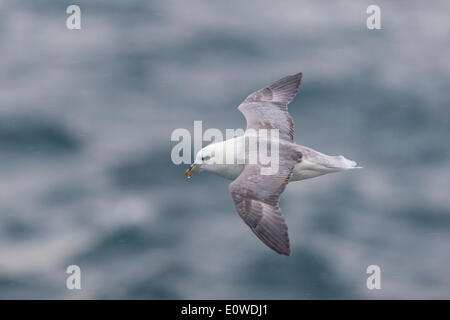 Nördlichen Fulmar (Fulmaris Cyclopoida) im Flug, Spitzbergen, Svalbard-Inseln, Svalbard und Jan Mayen, Norwegen Stockfoto