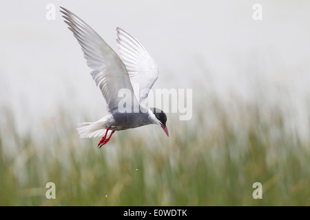 Weissbart-Seeschwalbe (Chlidonias Hybrida) im Flug. Deutschland Stockfoto