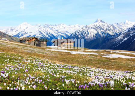 Alte Scheunen auf einer Wiese Krokusse, die Zillertaler Alpen auf das hintere, Zillertal, Tirol, Österreich Stockfoto