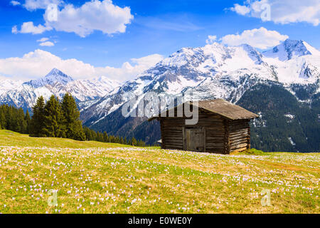 Alte Scheune in eine Wiese von Krokussen, der Zillertaler Alpen auf das hintere, Zillertal, Tirol, Österreich Stockfoto