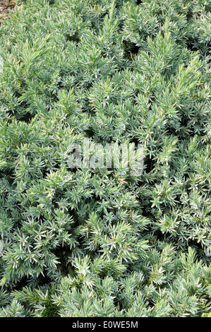 Juniperus Squamata, langsam wachsende Nadelbäume immergrüner Zierstrauch Stockfoto