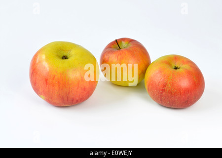 Heimischen Apfel (Malus Domestica), Sorte: Ontario. Drei Äpfel, Studio Bild vor einem weißen Hintergrund Stockfoto