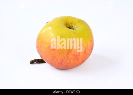 Heimischen Apfel (Malus Domestica), Sorte: Ontario. Reifer Apfel, Studio Bild vor einem weißen Hintergrund Stockfoto