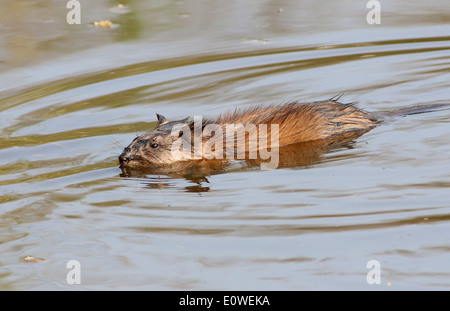 Nahaufnahme von eine Bisamratte (Ondatra Zibethicus) schwimmen Stockfoto