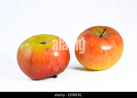 Heimischen Apfel (Malus Domestica), Sorte: Ontario. Zwei Äpfel, Studio Bild vor einem weißen Hintergrund Stockfoto