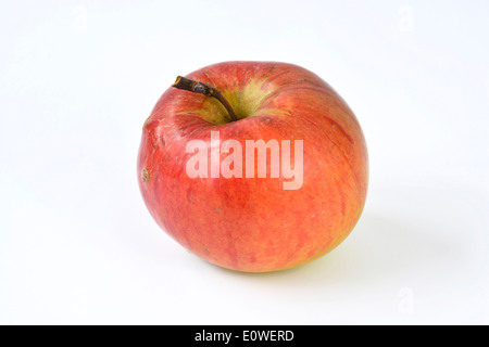 Heimischen Apfel (Malus Domestica), Sorte: Ontario. Reifer Apfel, Studio Bild vor einem weißen Hintergrund Stockfoto