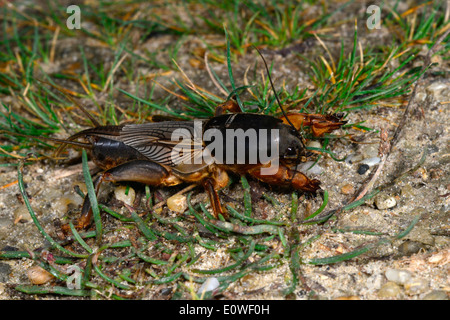 Europäische Mole Cricket (Gryllotalpa Gryllotalpa) auf dem Rasen. Deutschland Stockfoto