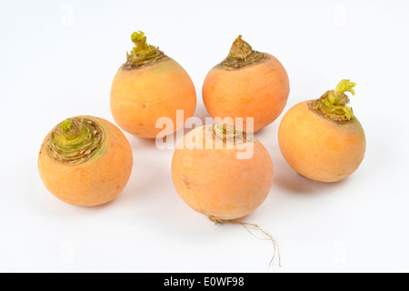 Golden Ball Rübe (Brassica Rapa var.rapa Esculenta). Fünf Wurzeln. Studio Bild vor einem weißen Hintergrund Stockfoto