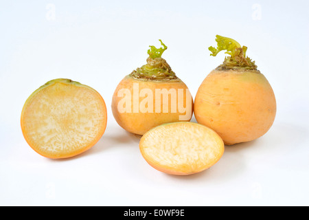 Golden Ball Rübe (Brassica Rapa var.rapa Esculenta). Drei Wurzeln. Studio Bild vor einem weißen Hintergrund Stockfoto