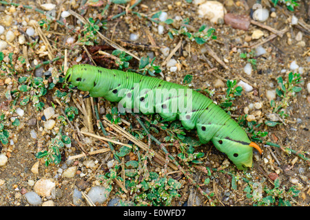 Convolvulus Hawkmoth (Agrius Convolvuli). Raupe auf der Suche nach einem Ort zu verpuppen. Deutschland Stockfoto